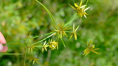 Cyperus pelophilus