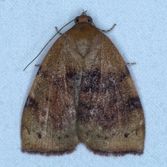 Detounda leptoplasta