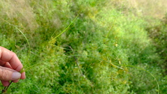 Cyperus pelophilus