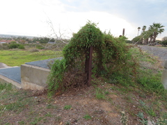 Convolvulus farinosus