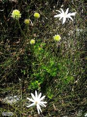 Knowltonia tenuifolia
