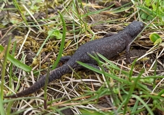 Ichthyosaura alpestris