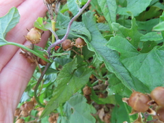Convolvulus farinosus
