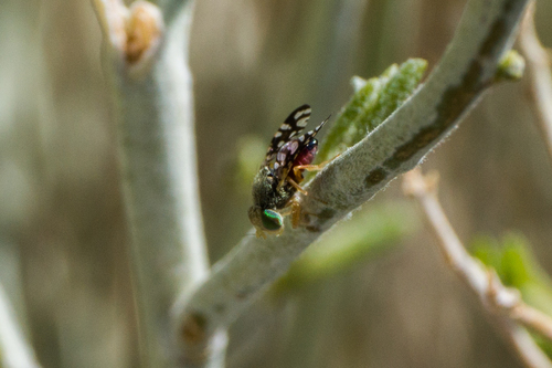 Cotton-gall Tephritid