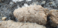 Fungi