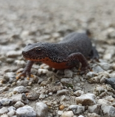 Ichthyosaura alpestris