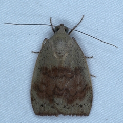 Detounda leptoplasta