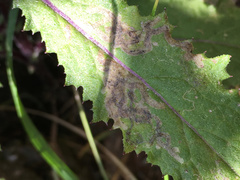 Stigmella ogygia