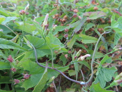 Convolvulus farinosus
