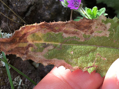 Stigmella ogygia