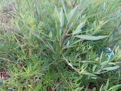 Searsia angustifolia