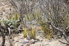 Agave datylio
