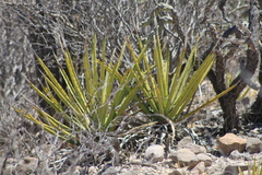 Agave datylio