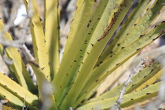 Agave datylio