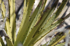 Agave datylio