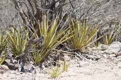 Agave datylio