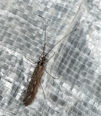 Glyphopsyche irrorata