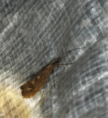 Glyphopsyche irrorata