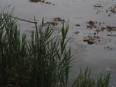 Typha orientalis