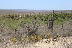 Agave datylio