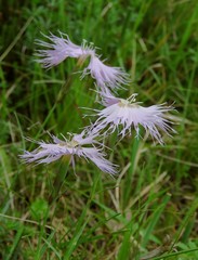 Dianthus sternbergii