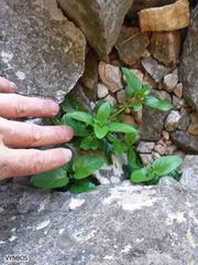 Teedia