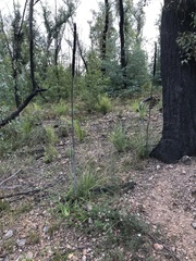 Xanthorrhoea concava