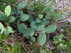 Cotoneaster tomentosus