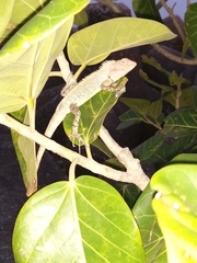 Calotes versicolor