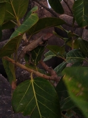 Calotes versicolor