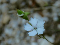 Heliosperma alpestre