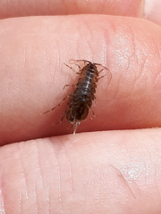 Asellus aquaticus