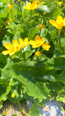 Caltha palustris