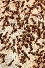 Tetramorium semilaeve