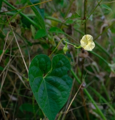Ipomoea obscura obscura