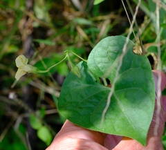 Ipomoea obscura obscura