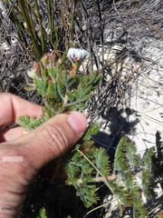 Serruria pedunculata