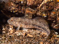 Gobius couchi
