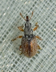 Malvapion malvae