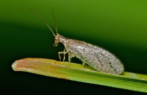 Tasmanian Brown Lacewing photo 3