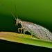 Tasmanian Brown Lacewing - Photo (c) Steve Kerr, some rights reserved (CC BY), uploaded by Steve Kerr