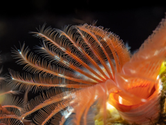 Serpula vermicularis