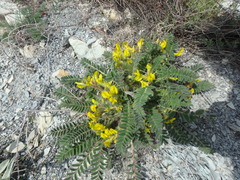 Astragalus utriger