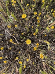 Pentachaeta aurea aurea