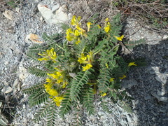 Astragalus utriger