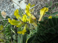 Astragalus utriger