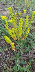 Euphorbia cyparissias
