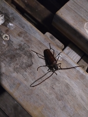 Ochrocydus huttoni