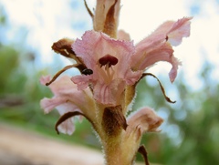 Orobanche teucrii