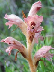 Orobanche teucrii